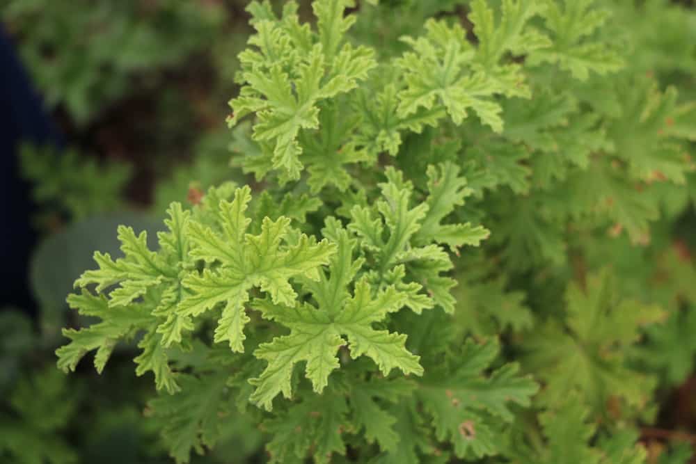 CITRONELLA 01 - Essence F