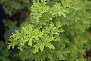 CITRONELLA 01 - Essence F