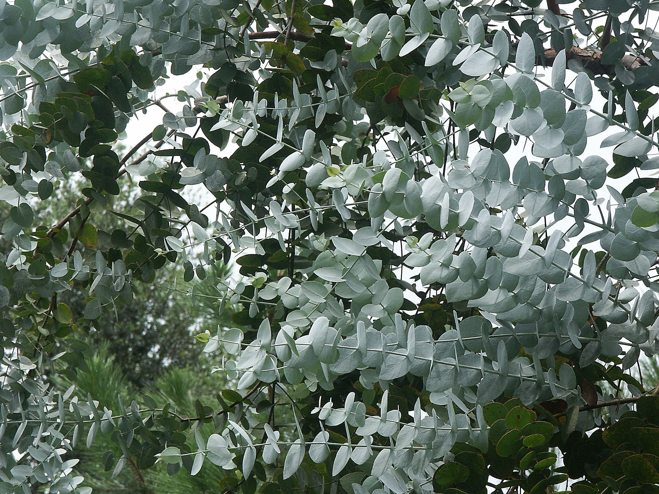 EUCALYPTUS 01 - Essence F