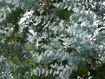 Load image into Gallery viewer, EUCALYPTUS 01 - Essence F

