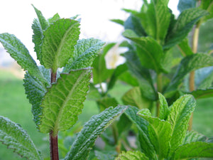 PEPPERMINT 01 - Essence F